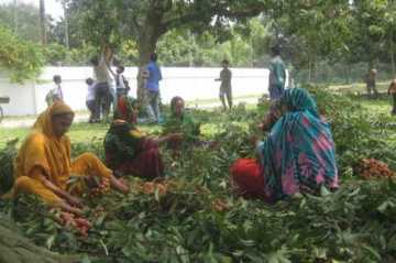 দিনাজপুরে লিচু বাগানে হাজার হাজার নারীর কর্মসংস্থান